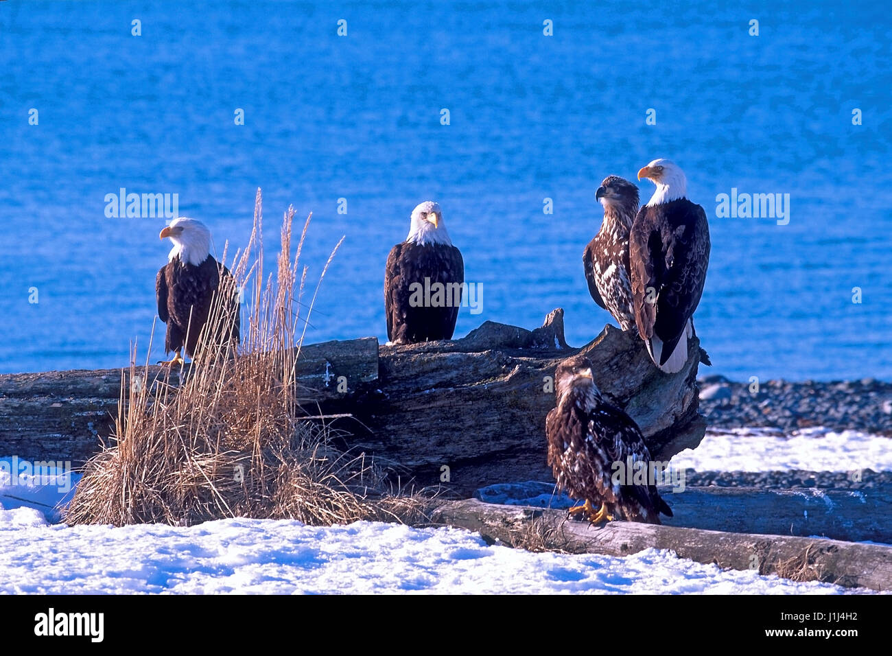 Group of mature Bald Eagles with young animals, sitting together on beach logs near the water. Kachemak Bay Alaska Stock Photo
