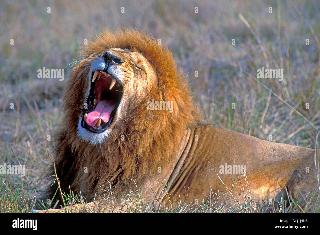 Big African Lion resting in Savannah, yawning portrait, Kenya, Africa Stock Photo