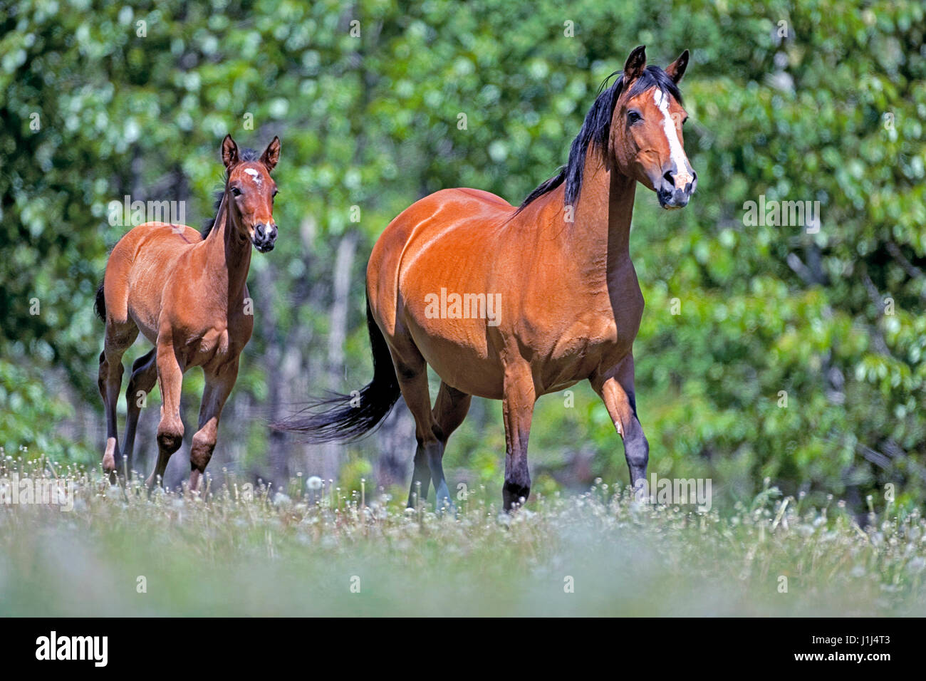 Arabian Bay Mare and Foal galloping together on summer meadow Stock Photo