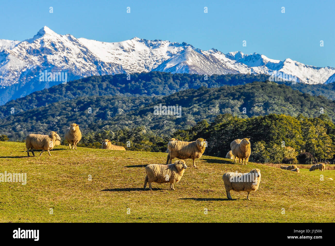 Sheep in a green meadow and snowy mountains in the background in the Southern Scenic Route, New Zealand Stock Photo