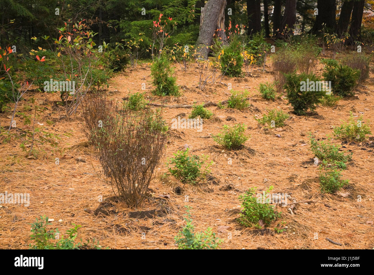 Perennial shrub plantings and evergreen cedar Thuja, yew Taxus baccata