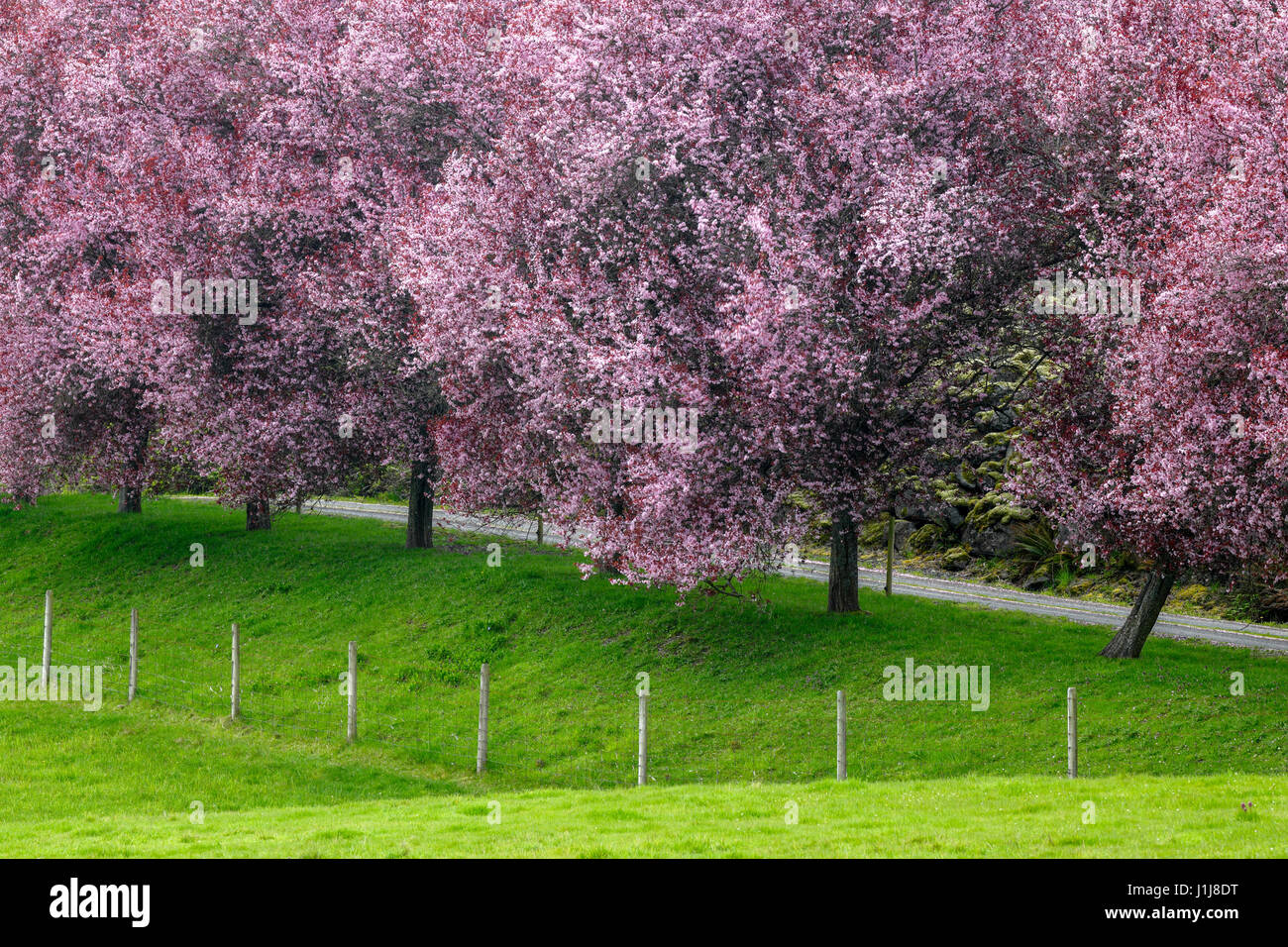 Row of Japanese Cherry blossom trees and fence in rural farmland-Metchosin, British Columbia, Canada. Stock Photo