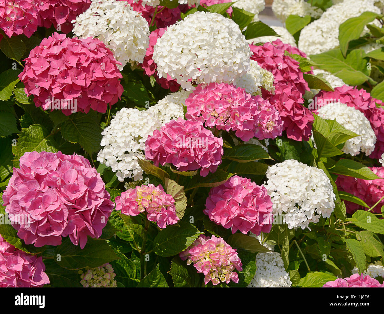 Closeup of red and white Hydrangea macrophylla flowers (or hortensia) Stock Photo