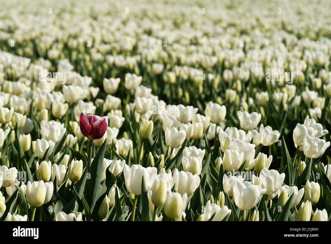 Single purple tulip in a field of white tulips, in the Netherlands Stock Photo