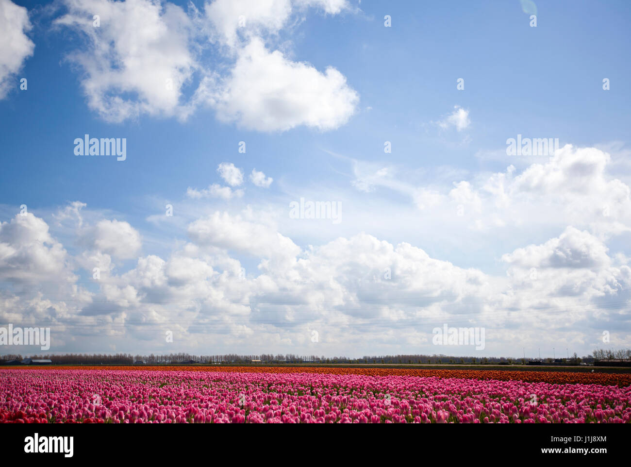 Tulip fields underneath a clear blue sky in the Netherlands Stock Photo ...