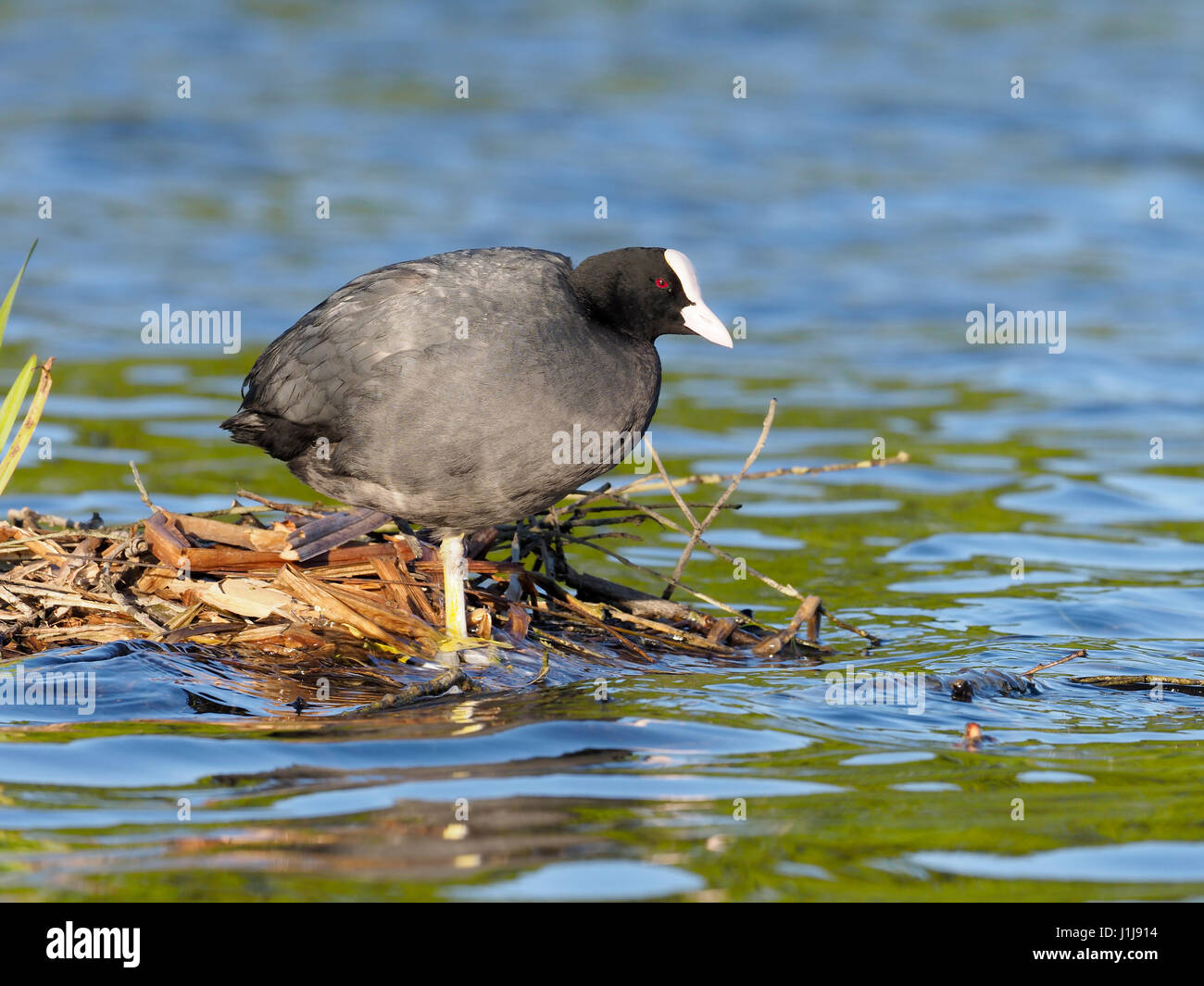 Coot, Fulica atra, single bird by water, London, April 2017 Stock Photo