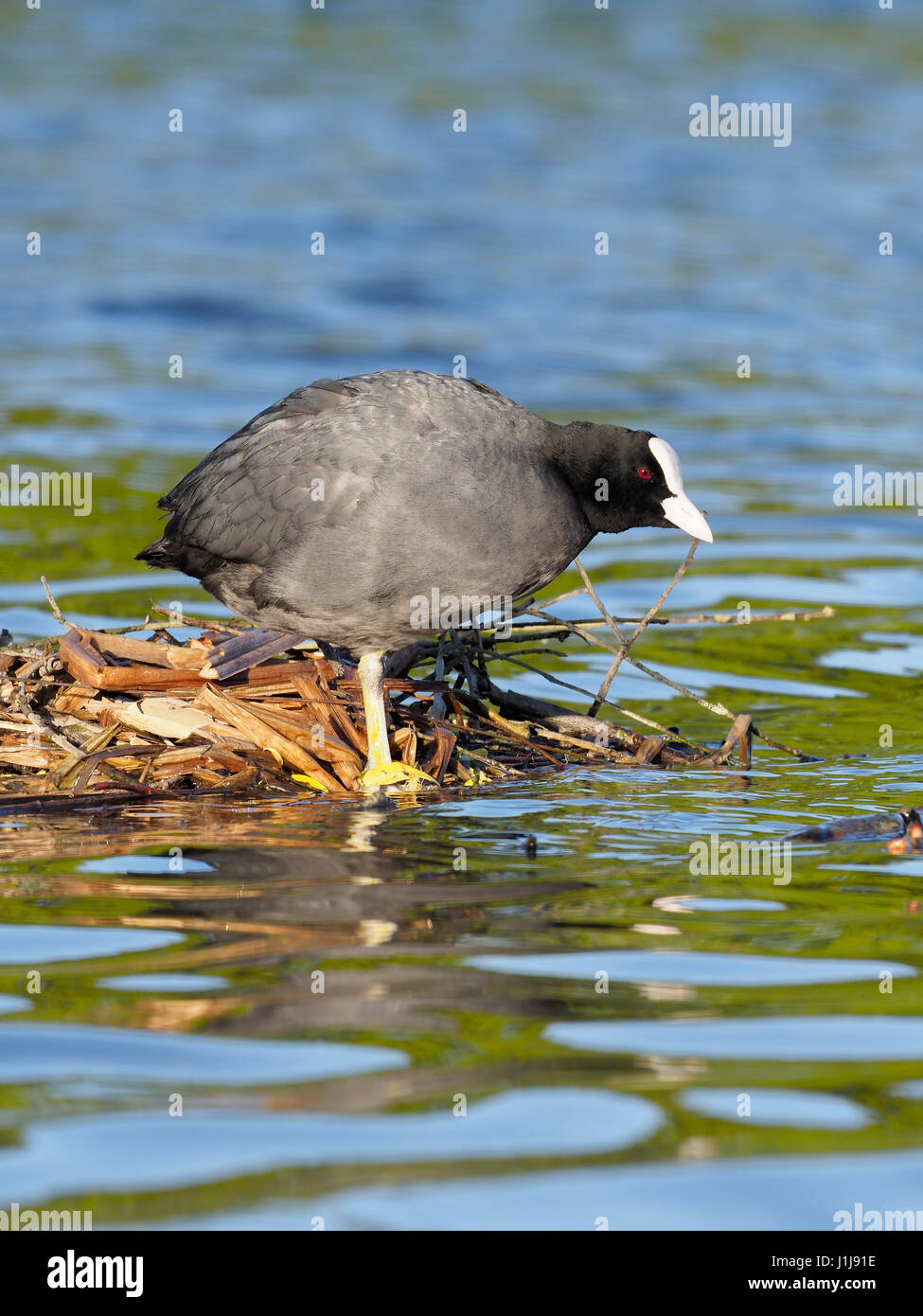 Coot, Fulica atra, single bird by water, London, April 2017 Stock Photo