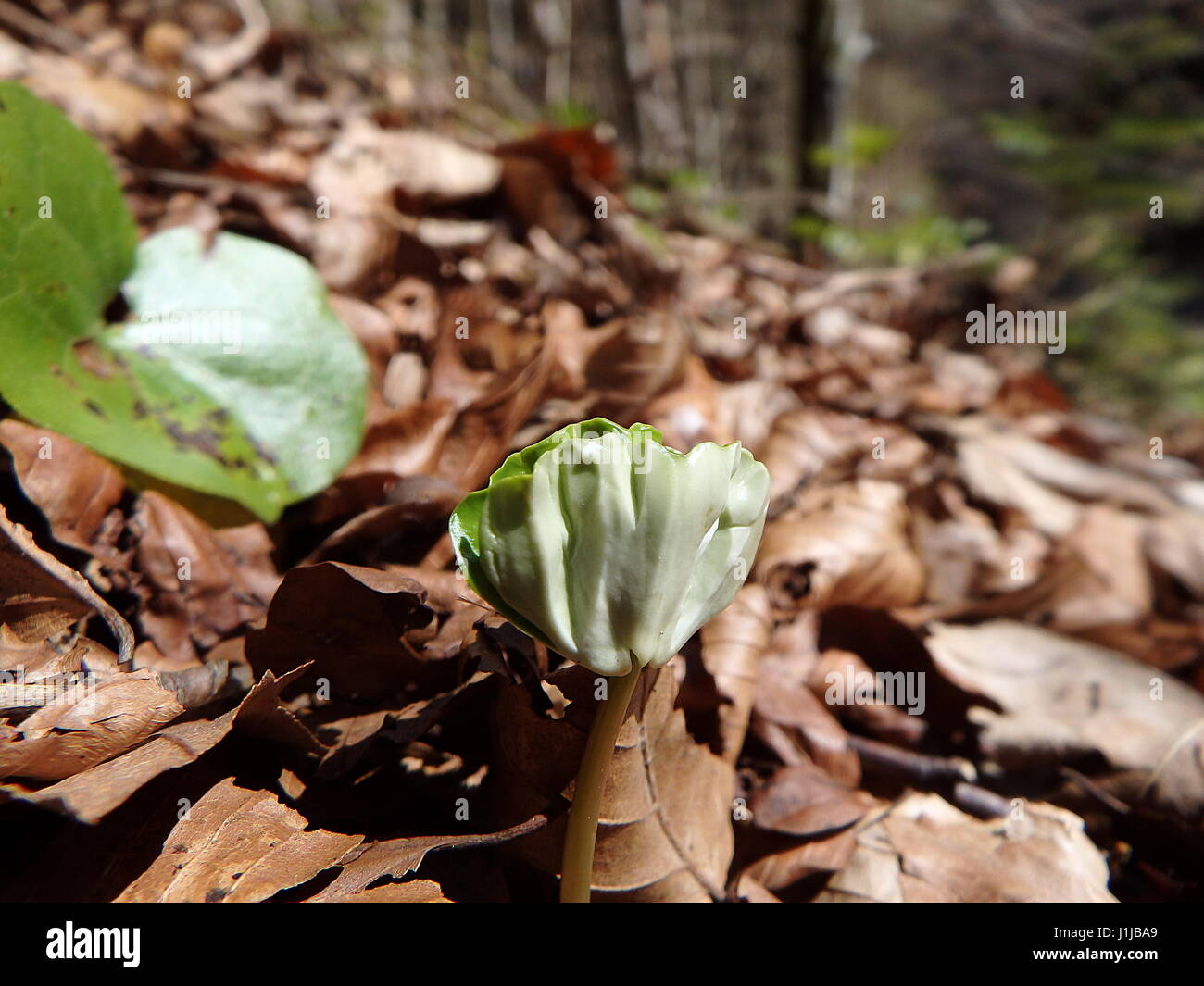 Beech Tree Seed High Resolution Stock Photography and Images Alamy