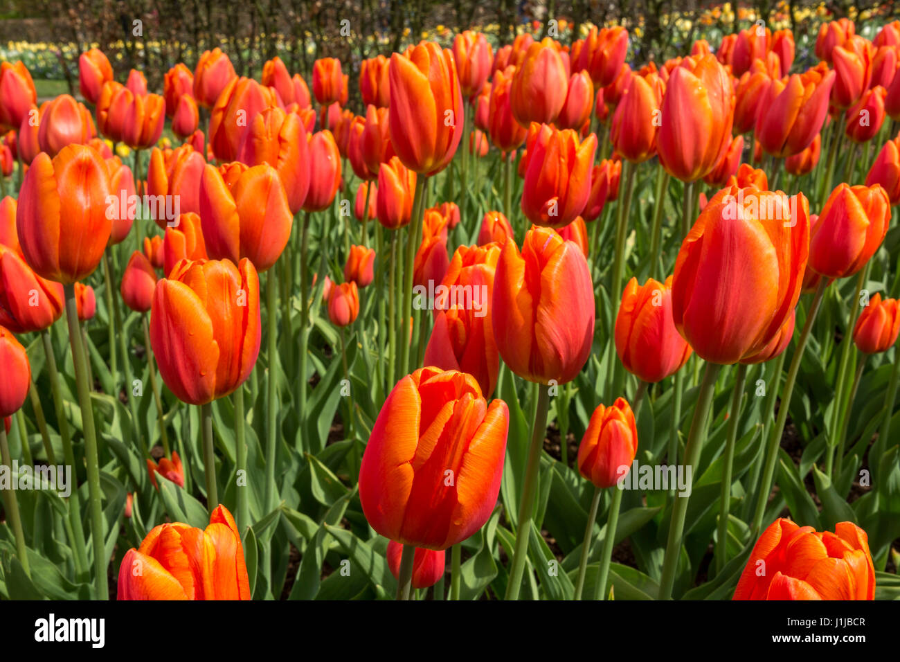 Tulips in keukenhof gardens in Holland Stock Photo - Alamy