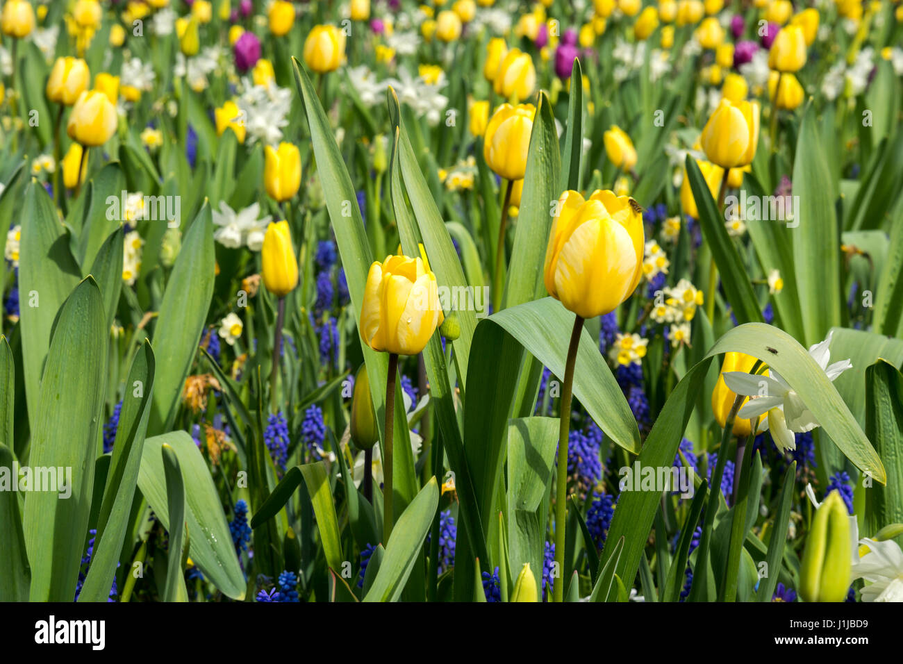 Tulips in keukenhof gardens in Holland Stock Photo - Alamy