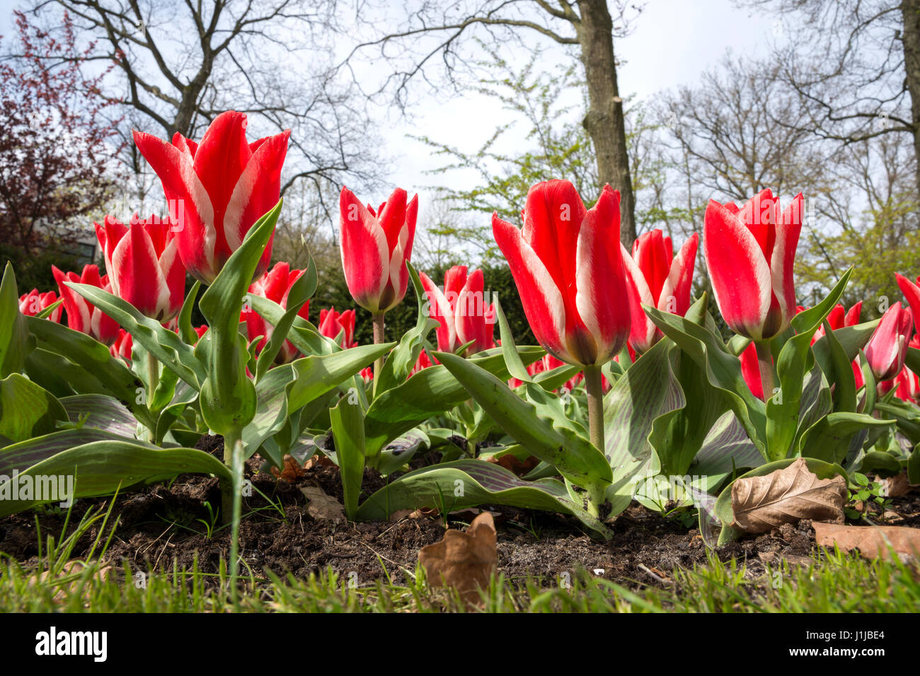Tulips in keukenhof gardens in Holland Stock Photo - Alamy