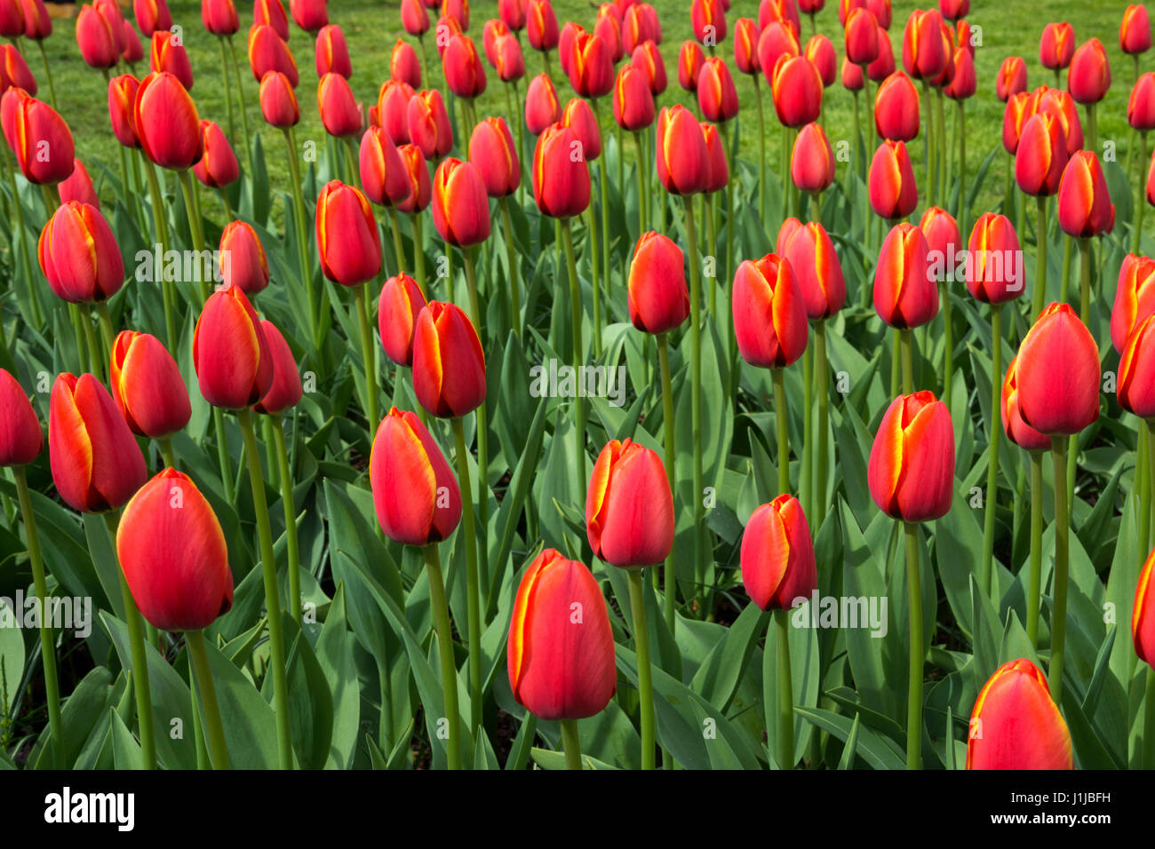 Tulips in keukenhof gardens in Holland Stock Photo - Alamy