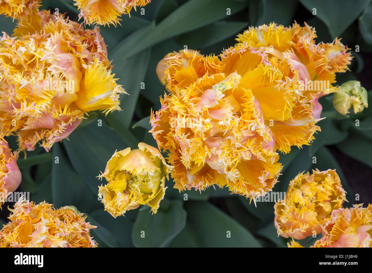 Tulips in keukenhof gardens in Holland Stock Photo - Alamy