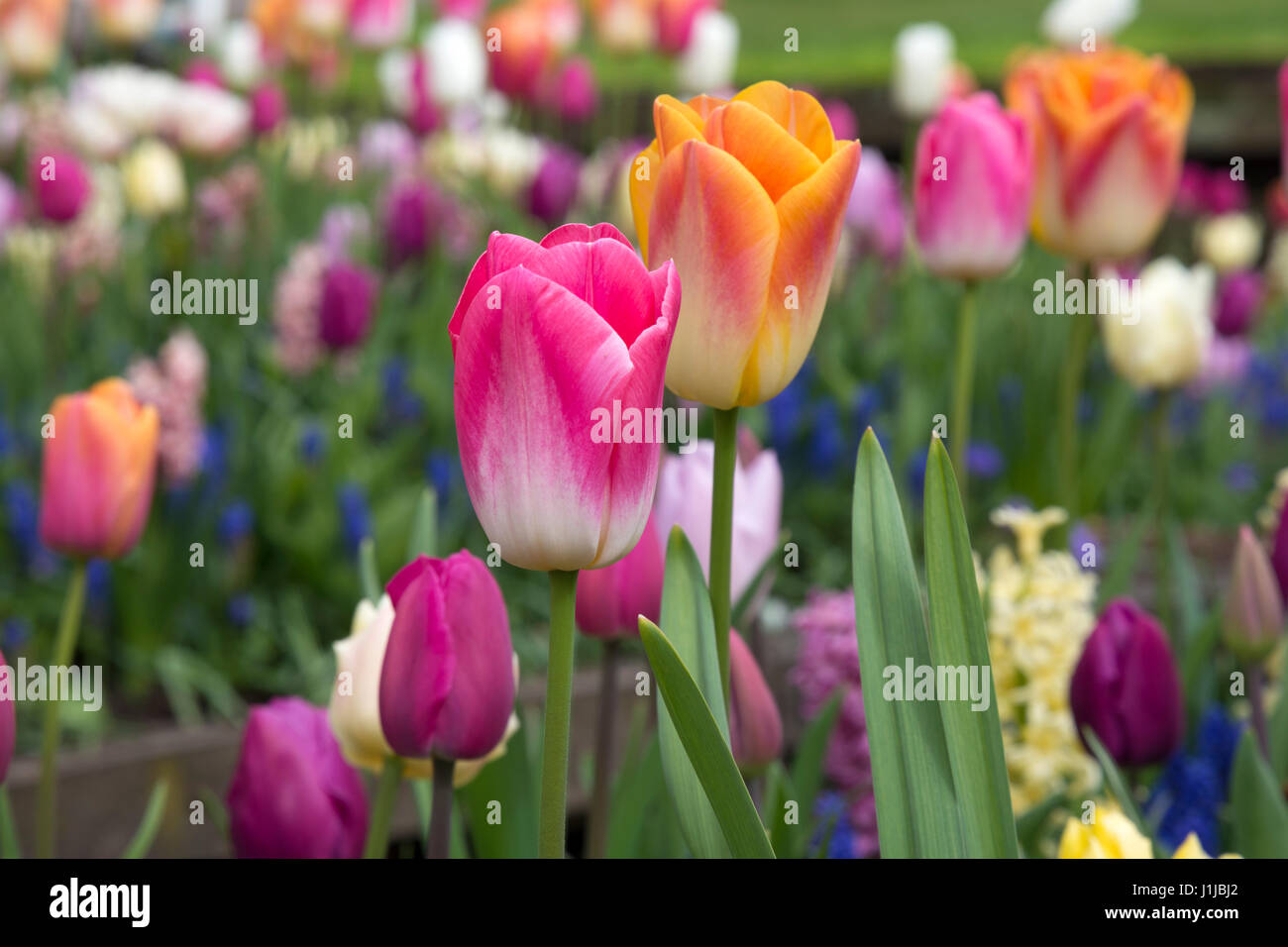 Tulips in keukenhof gardens in Holland Stock Photo - Alamy