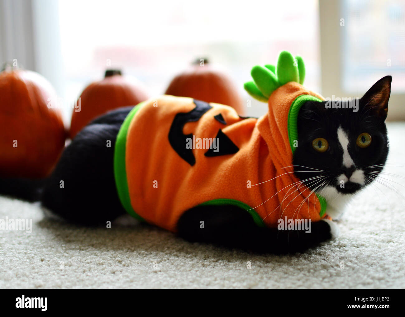 Halloween animal costume cat hi res stock photography and images Alamy