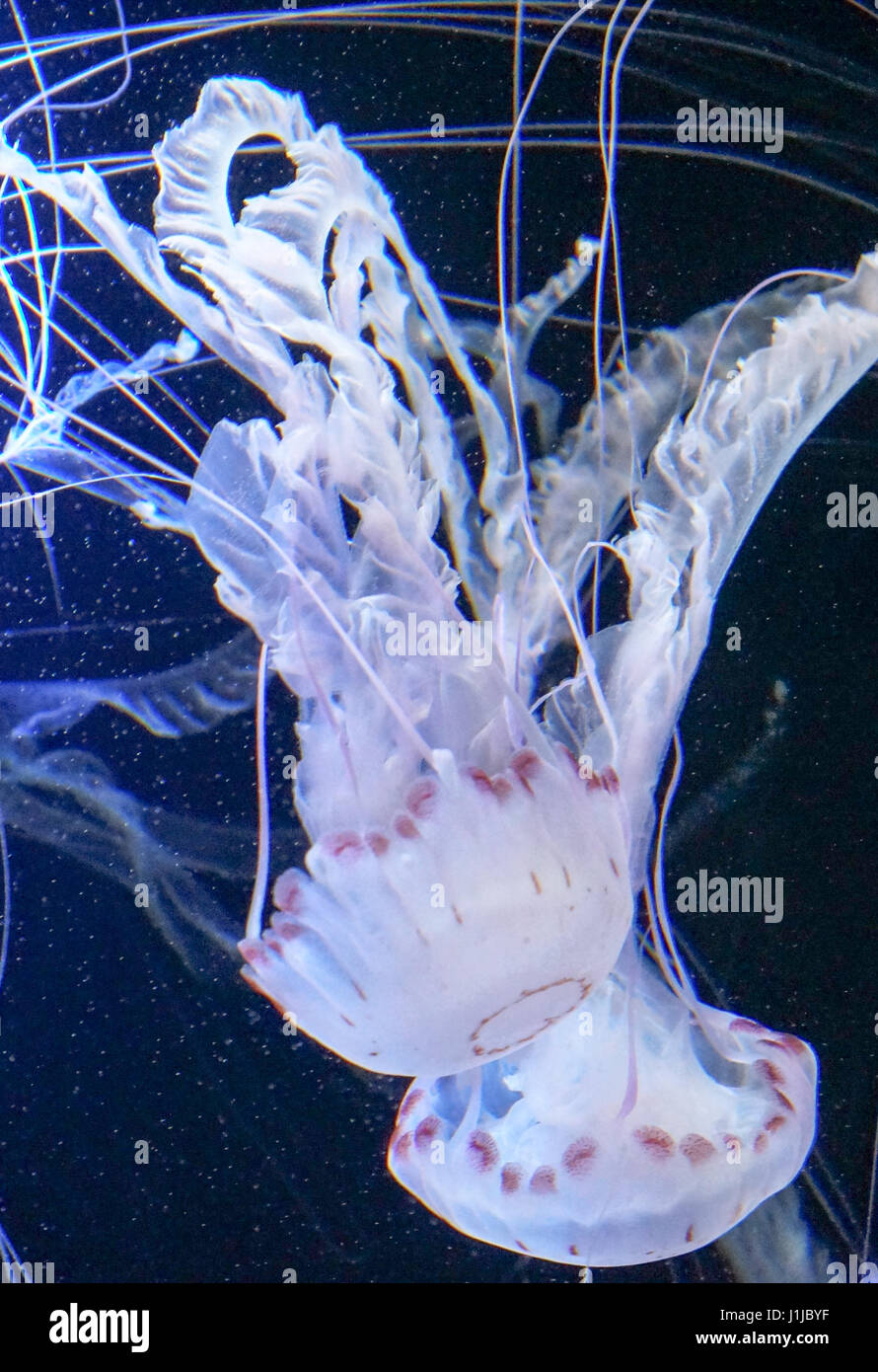 Illuminated jellyfish in the sea Stock Photo