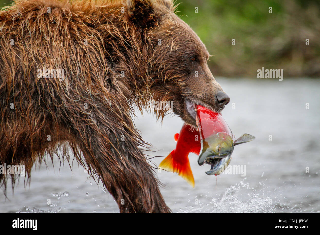 Alaskan Brown Bears salmon fishing in Katmai National Park and Preserve. Stock Photo