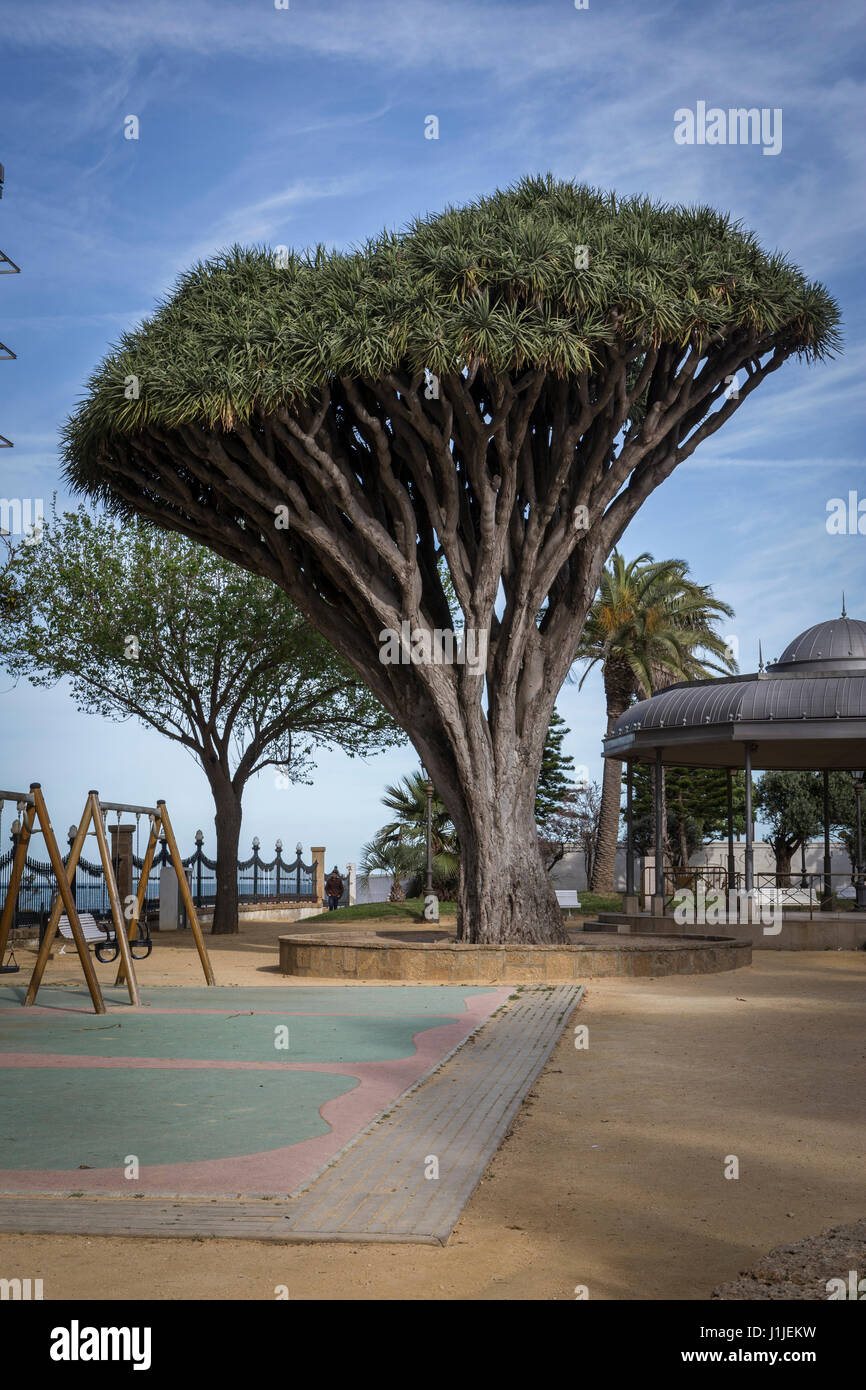 Old tree of variety Dracaena Draco in Genoves Park in Cadiz, Andalusia, Spain Stock Photo