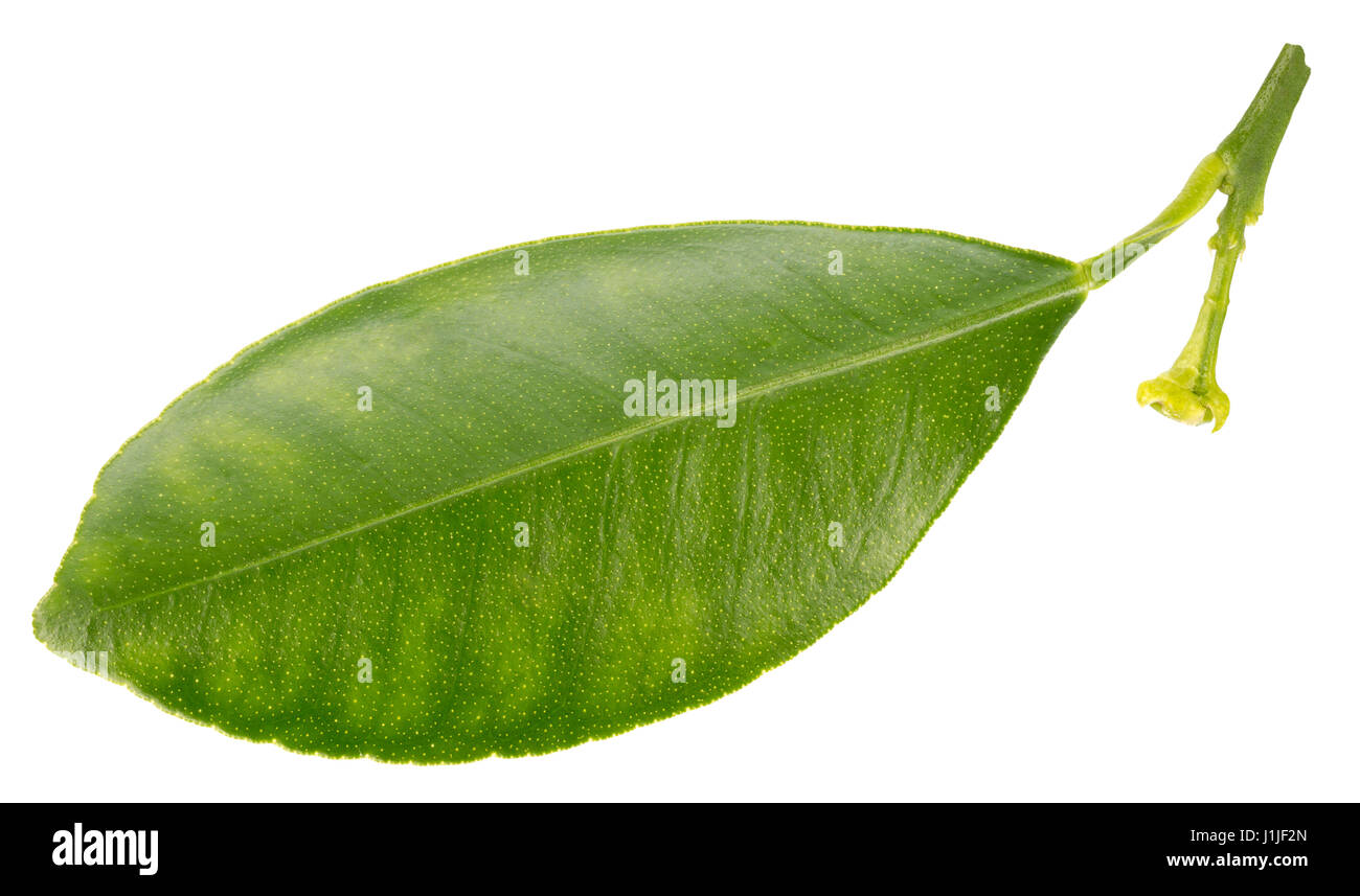 mandarin leave isolated on a white background Stock Photo