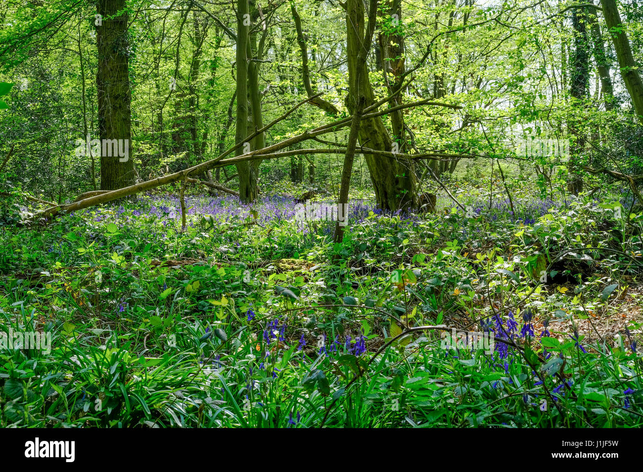Bluebells in the Essex woods in Spring with lovely light Stock Photo
