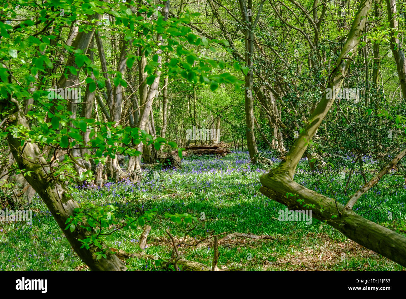 View of  bluebells in the Essex woods in spring Stock Photo