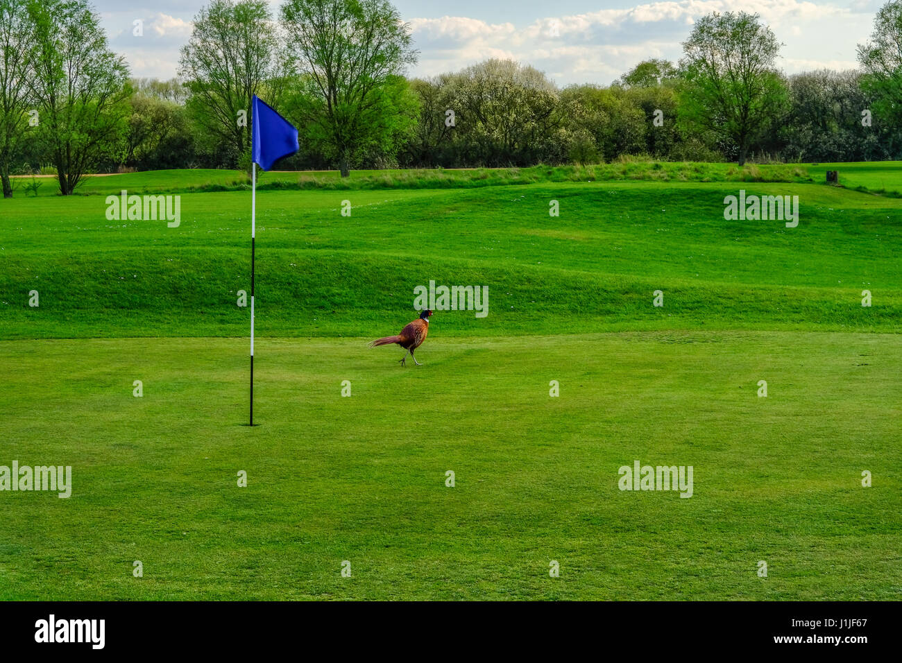 Pheasant bird strolling on  the golf course green Stock Photo