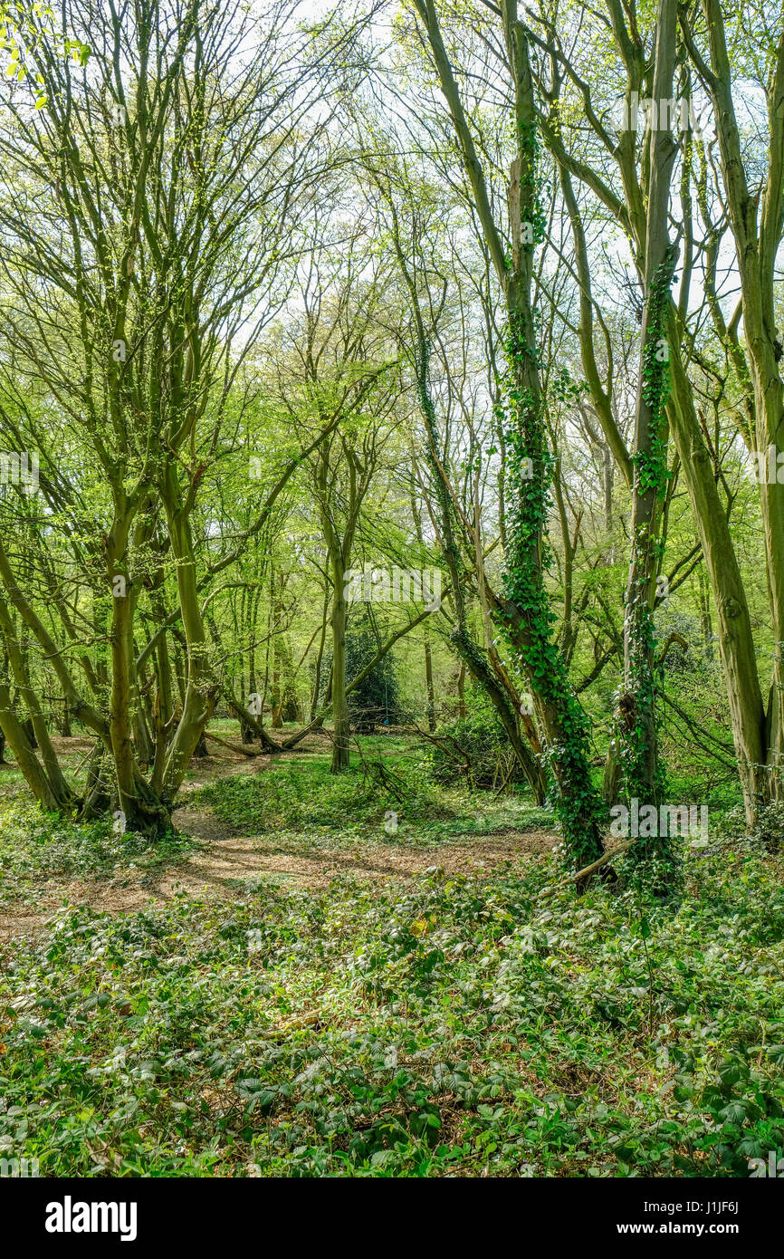 Portrait shot of woodland in Essex countryside in springtime. Stock Photo