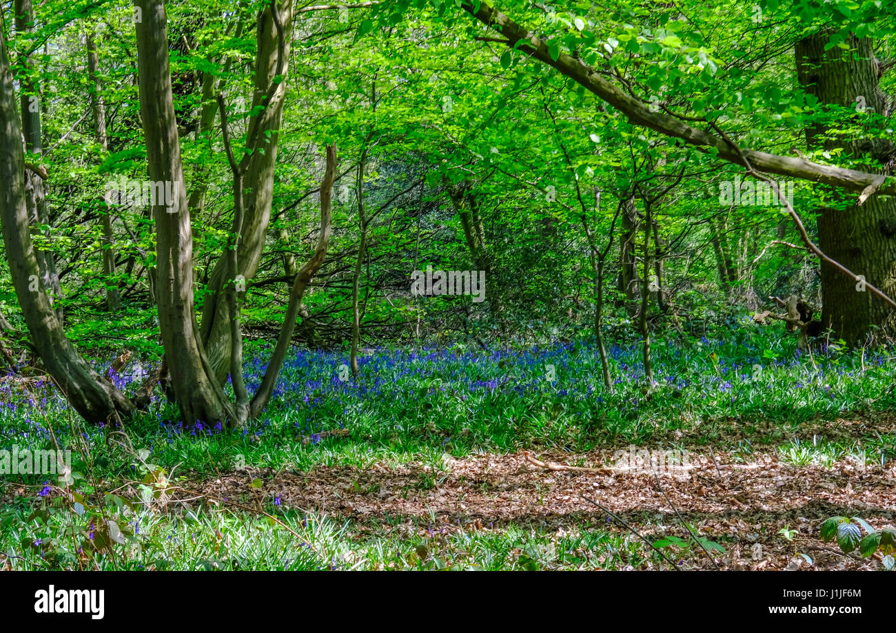 Bluebells in the woods in Essex countryside in springtime Stock Photo