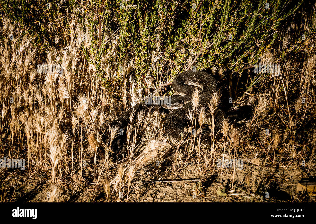 A Southern Pacific Rattlesnake - Crotalus oreganus helleri ready to strike in the Sespe Wilderness near Ojai, California Stock Photo