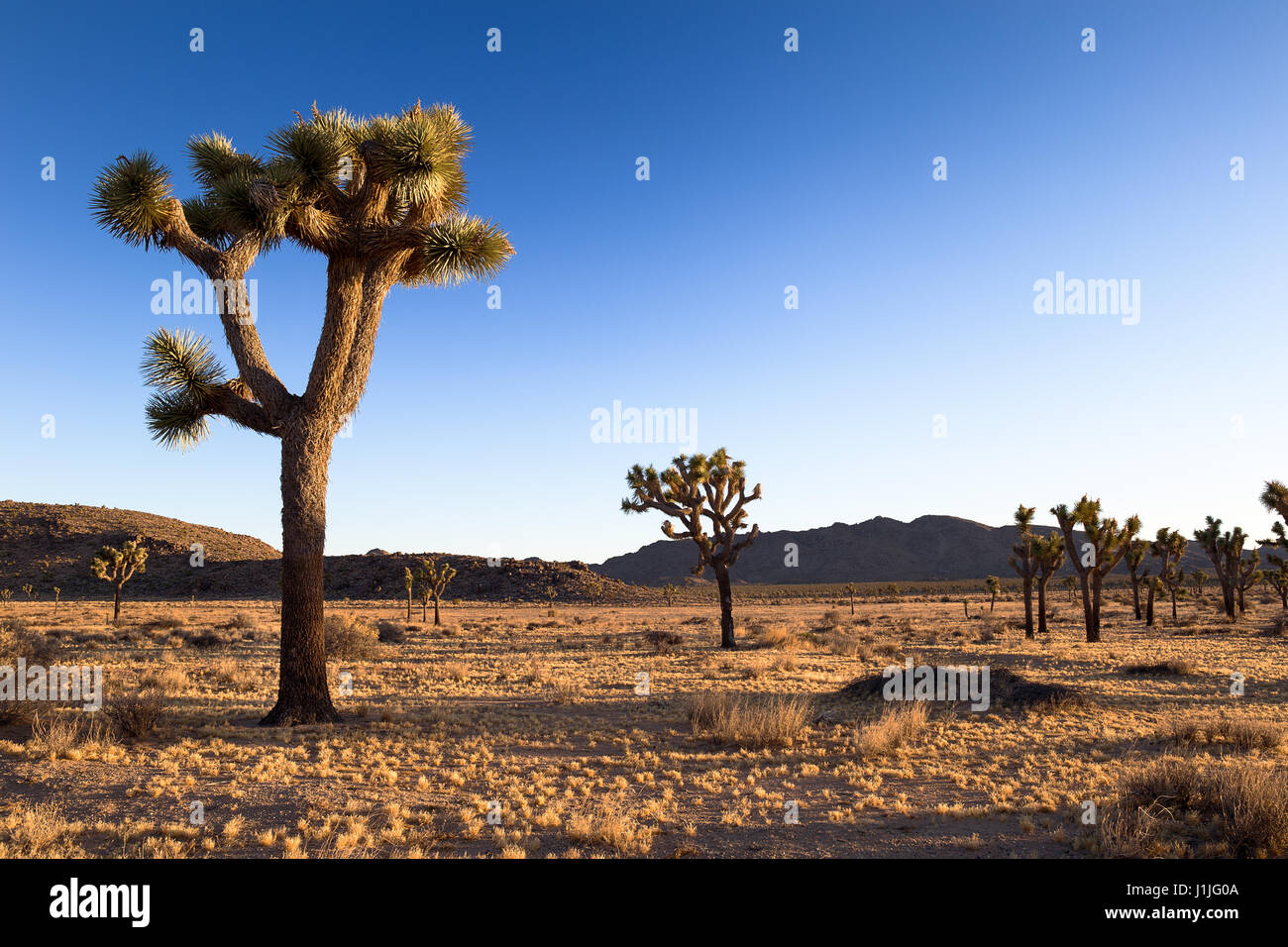 Joshua Tree National Park, California scenic desert landscape Stock Photo