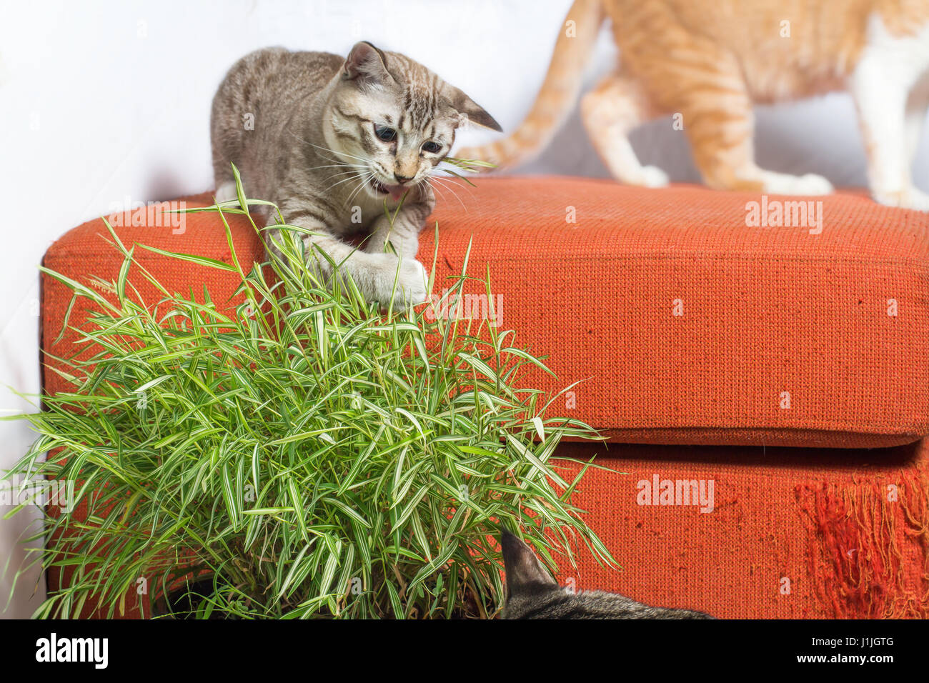 Kittens eating bamboo leaves on scratched orange fabric sofa white