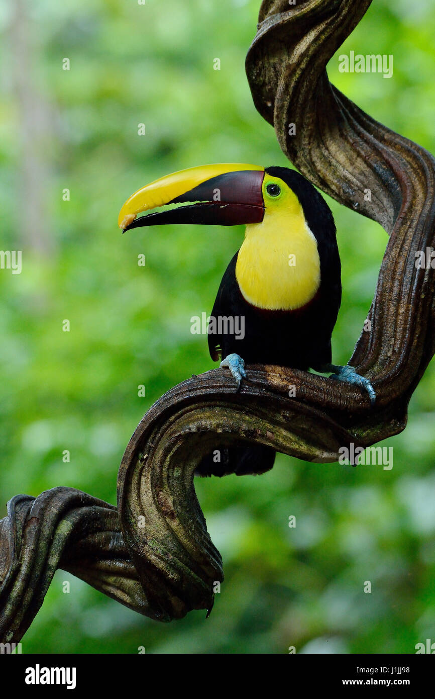 Chestnut-mandibled Toucan in Costa Rica rain forest Stock Photo