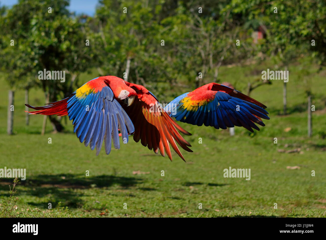 Scarlet Macaws in Corcovado National Park Costa Rica Stock Photo