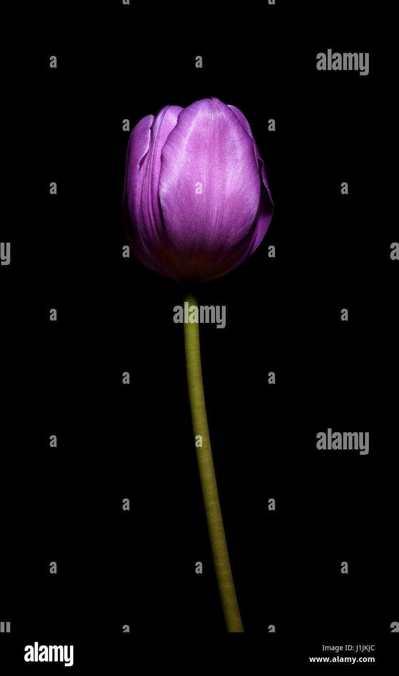 Macro close up of tulip on black background Stock Photo - Alamy