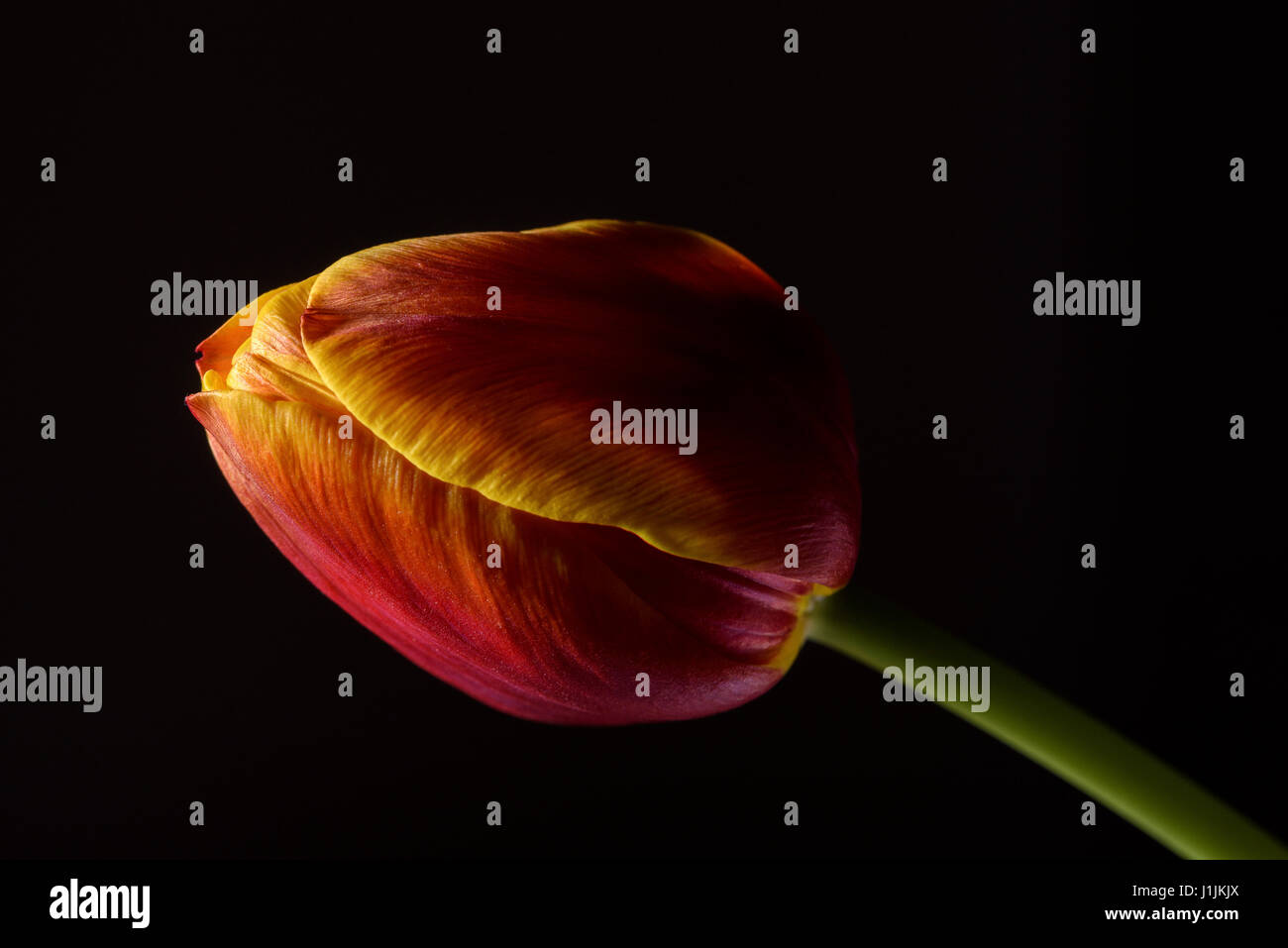 Macro close up of tulip on black background Stock Photo - Alamy
