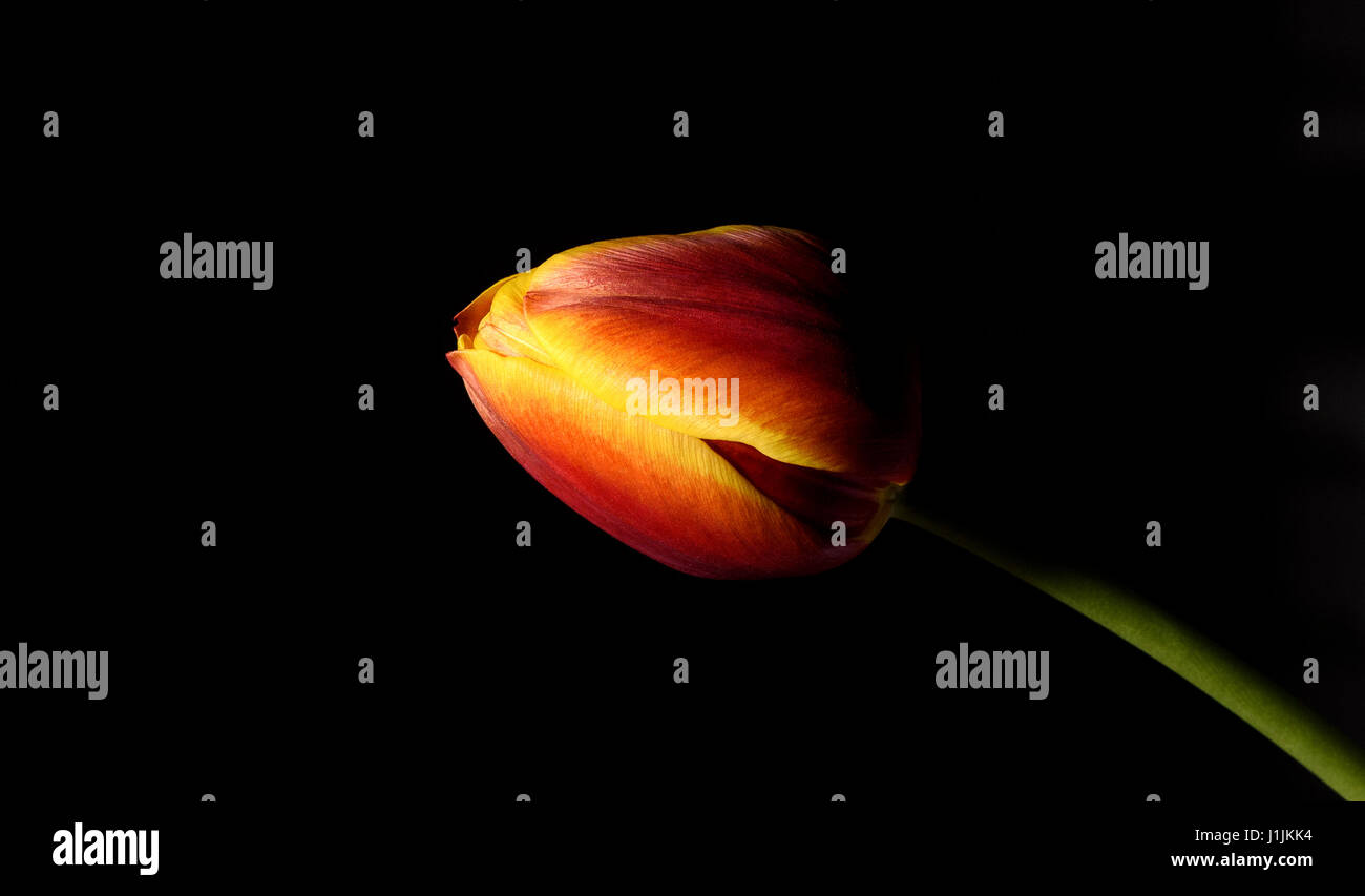 Macro close up of tulip on black background Stock Photo - Alamy