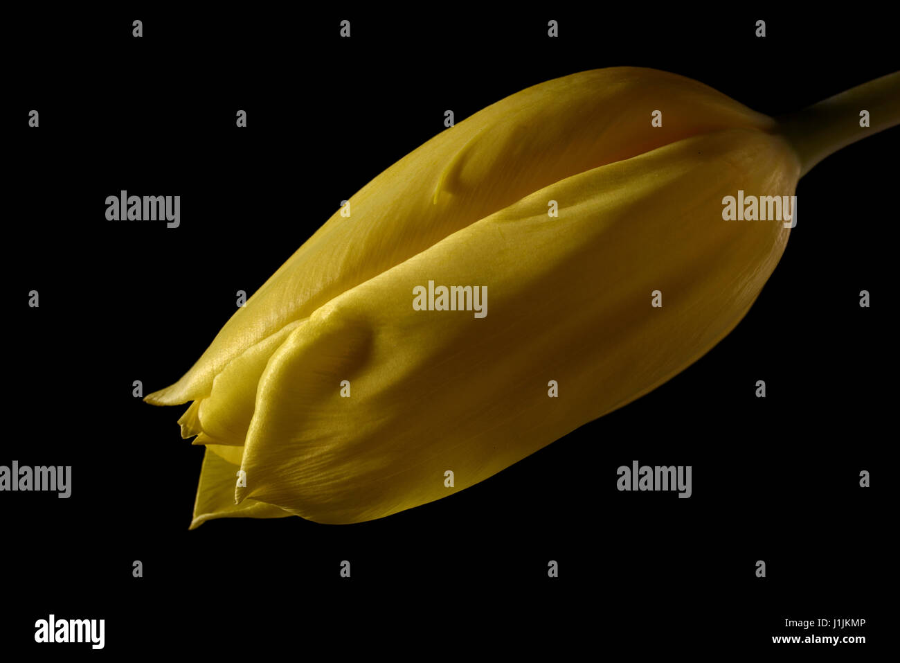 Macro close up of tulip on black background Stock Photo - Alamy