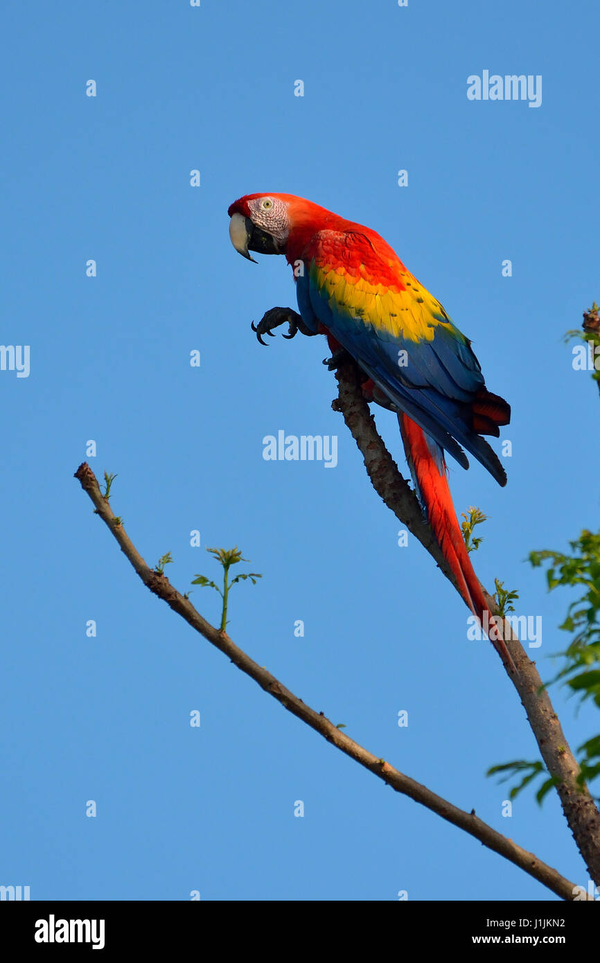 Scarlet Macaws in Corcovado National Park Costa Rica Stock Photo
