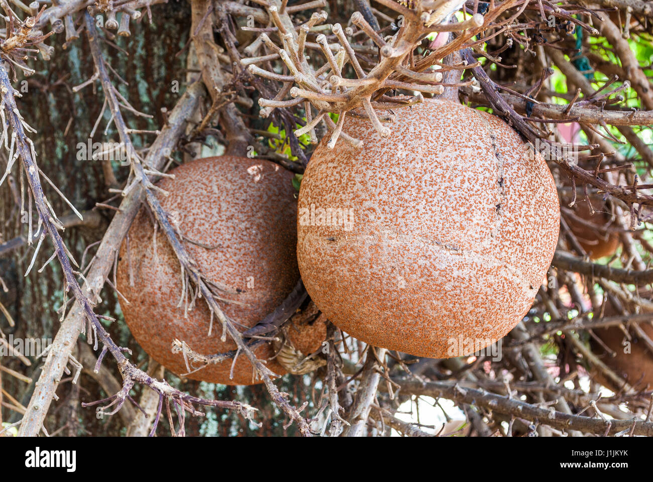 Closeup to Shala Fruit, Cannonball tree [Shorea Robusta] Stock Photo
