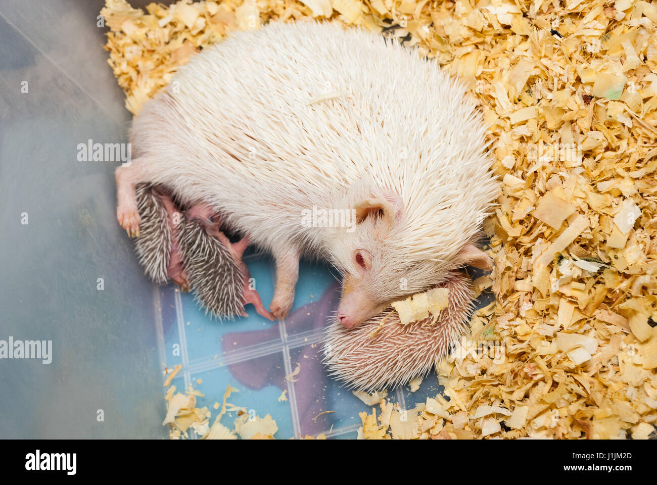 White Hedgehog Feeding its Babies in Plastic Bucket [Atelerix frontalis