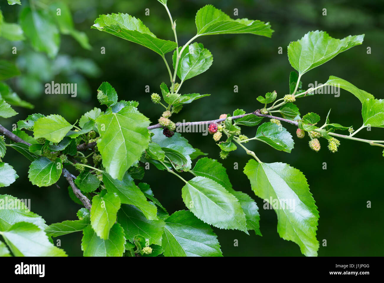 Weißer Maulbeerbaum, Weiße Maulbeere, Morus alba, white mulberry, Silkworm mulberry, Le Mûrier blanc, Mûrier commun, Maulbeergewächse, Moraceae Stock Photo