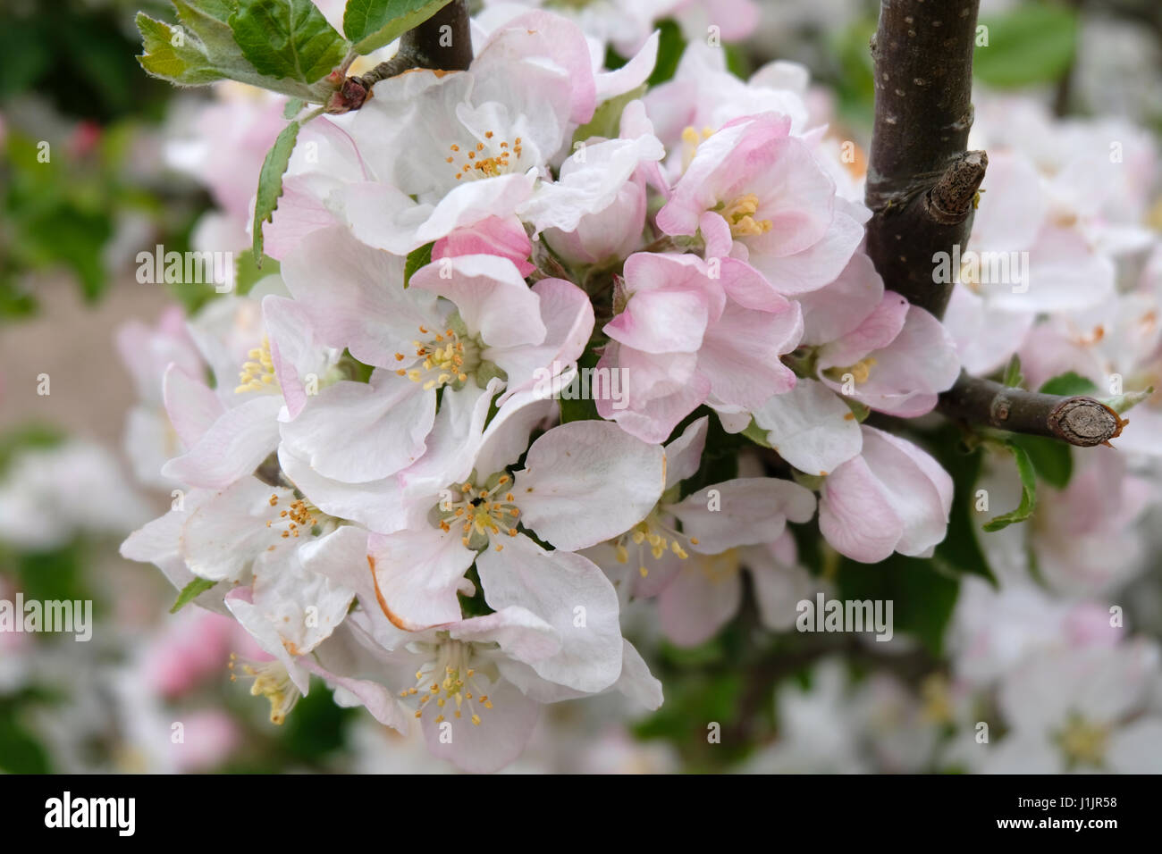 Sussex, UK White Apple blossom tinged with pink on tree in Spring Stock Photo