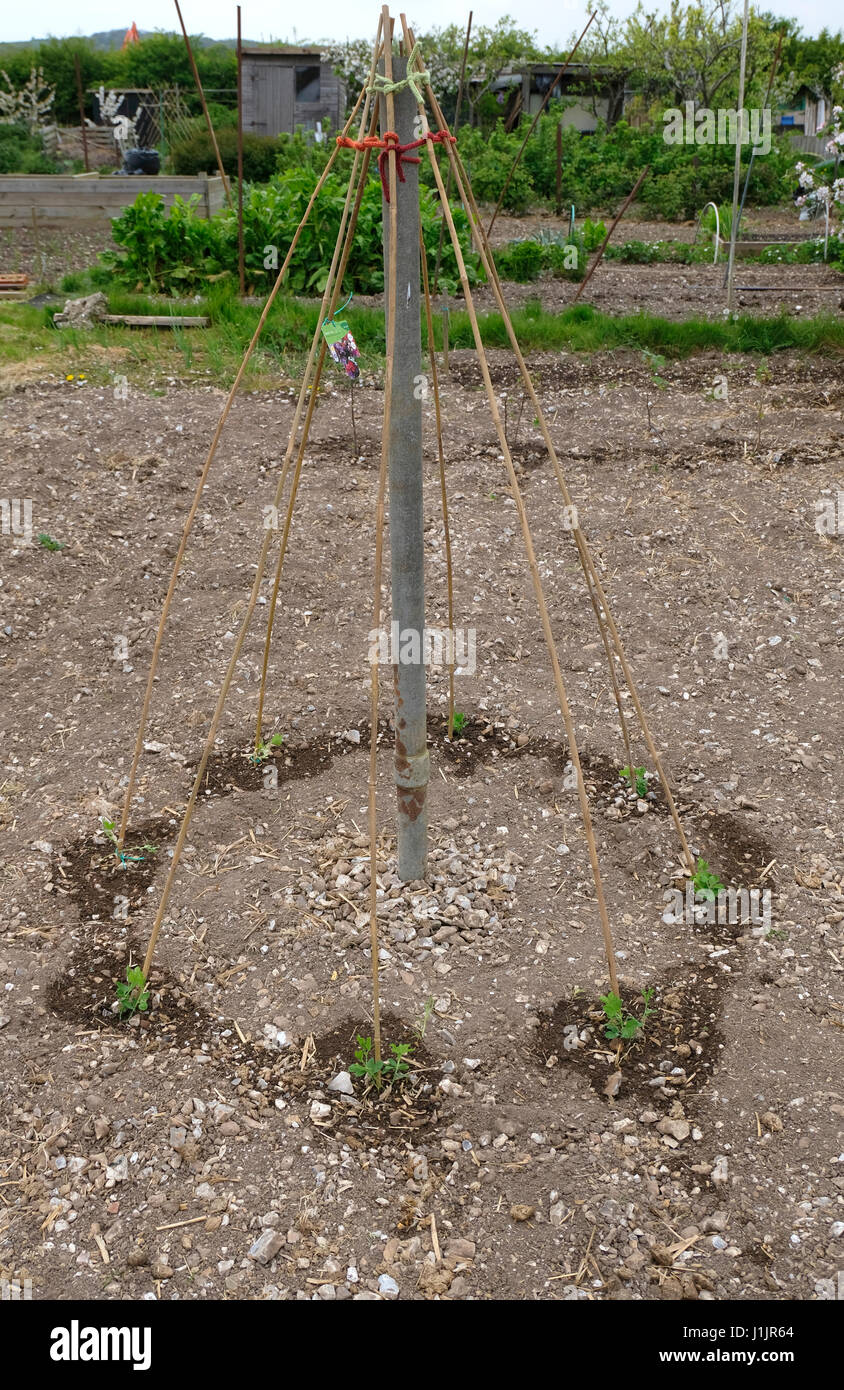 Sussex, UK. Freshly planted Sweetpeas around a bamboo stick wigwam on an allotment Stock Photo
