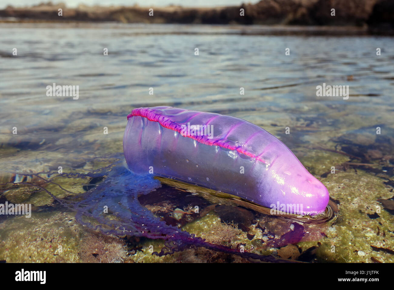 Portuguese man o war float on the surface of caribbean sea, Bonaire ...