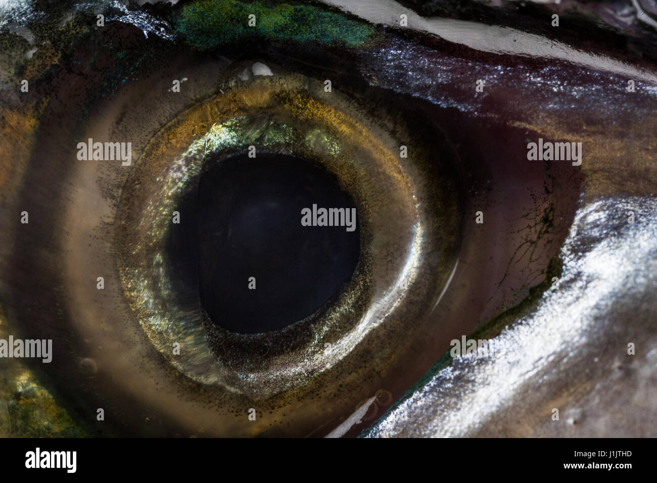 Macro eye of a Mackerel, fish close up, emotion Stock Photo