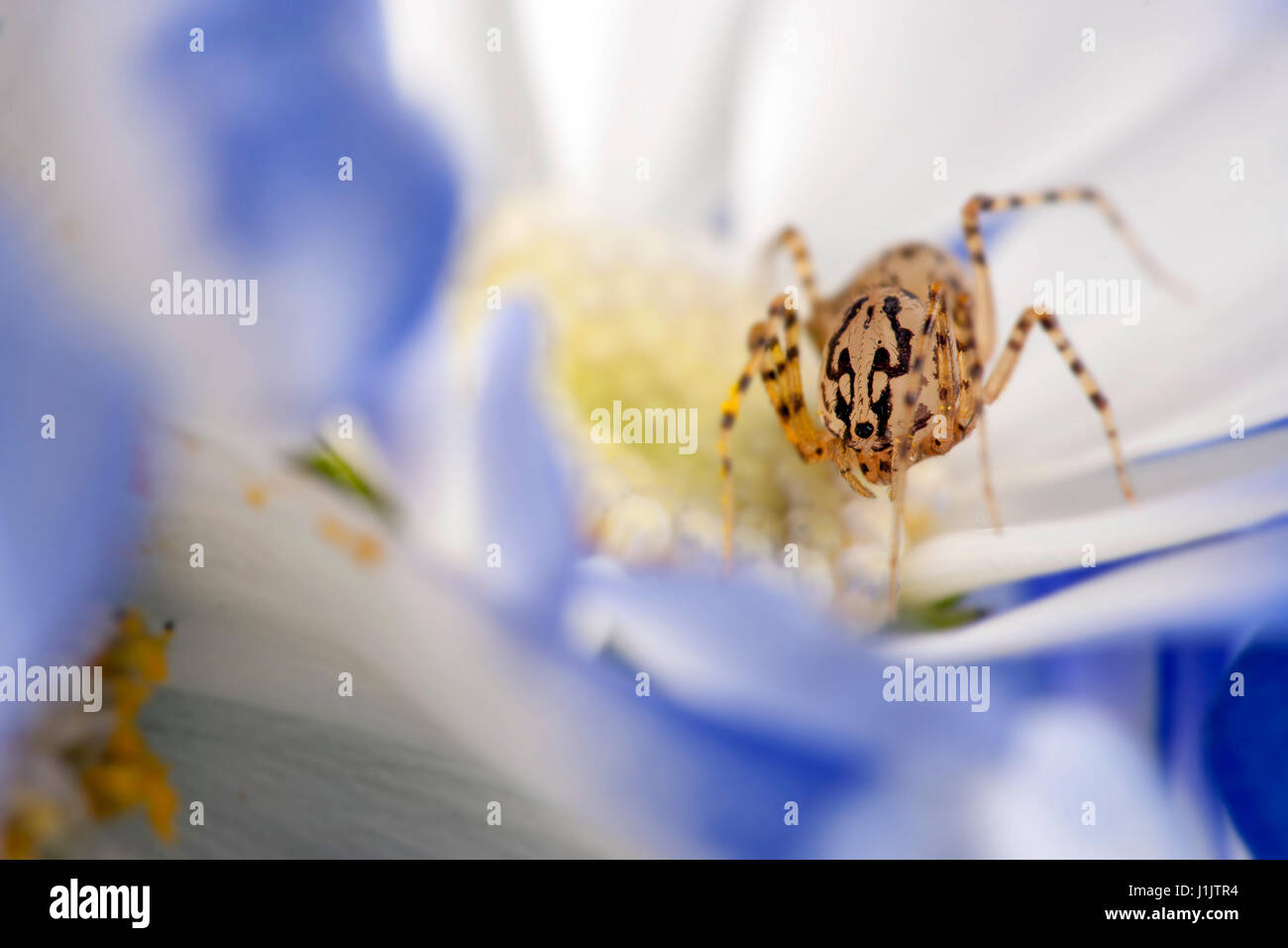 Macro view of spider Stock Photo - Alamy