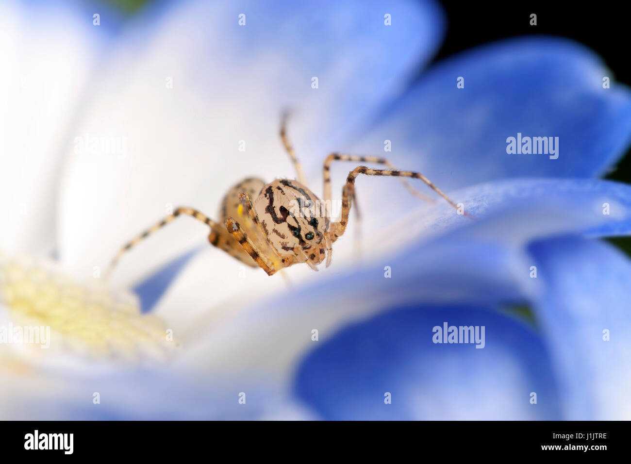 Macro view of spider Stock Photo - Alamy