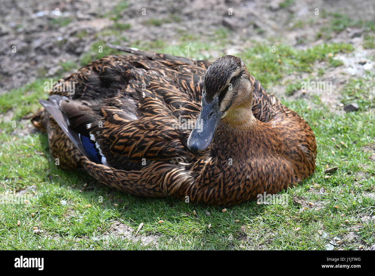Ducks at Slimbridge Wildlife centre Stock Photo