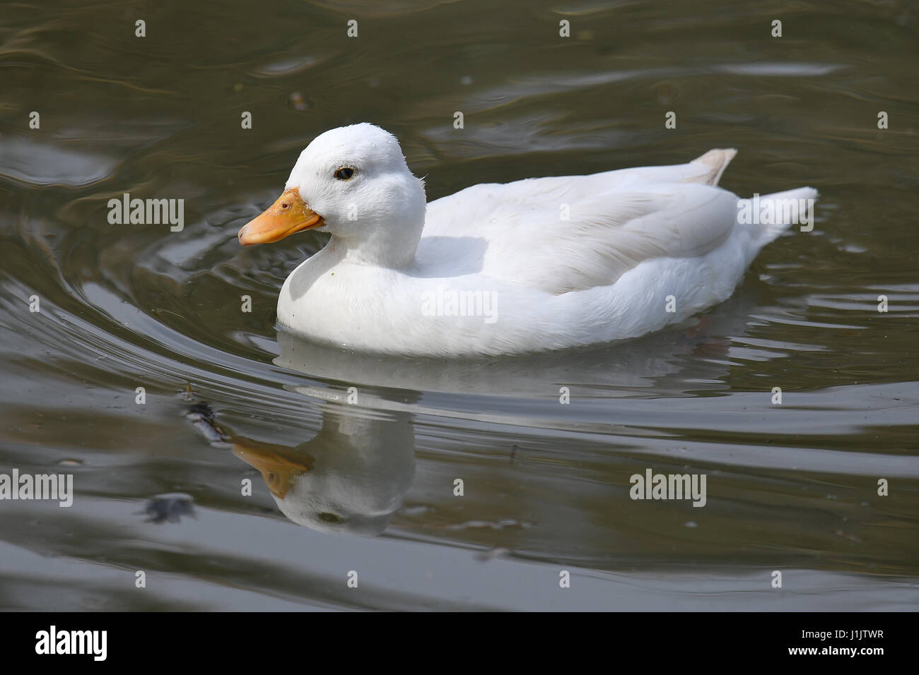 Ducks at Slimbridge Wildlife centre Stock Photo