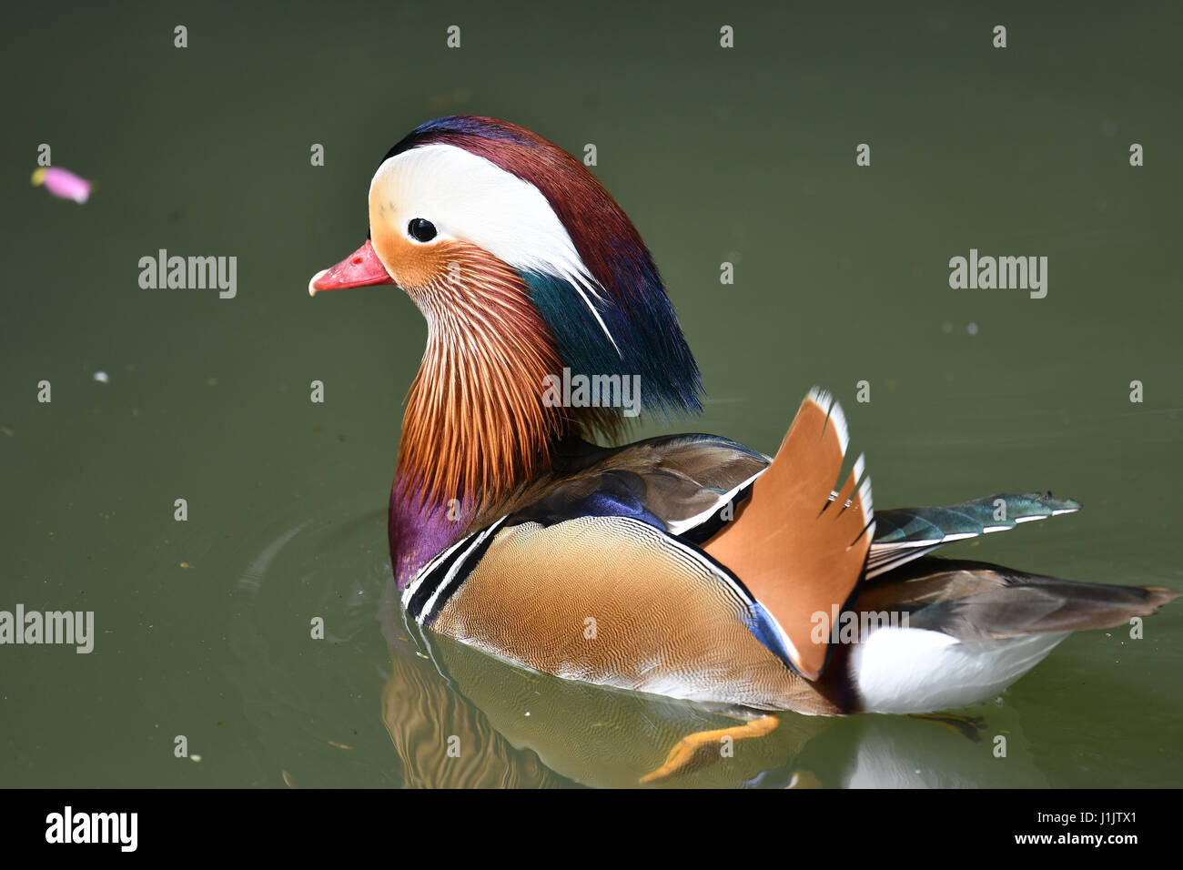 Ducks at Slimbridge Wildlife centre Stock Photo